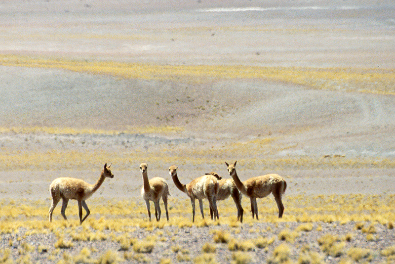 [q]San Pedro de Atacama[q]