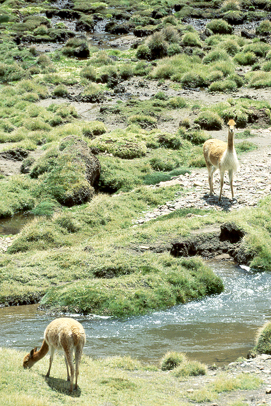 Lauca