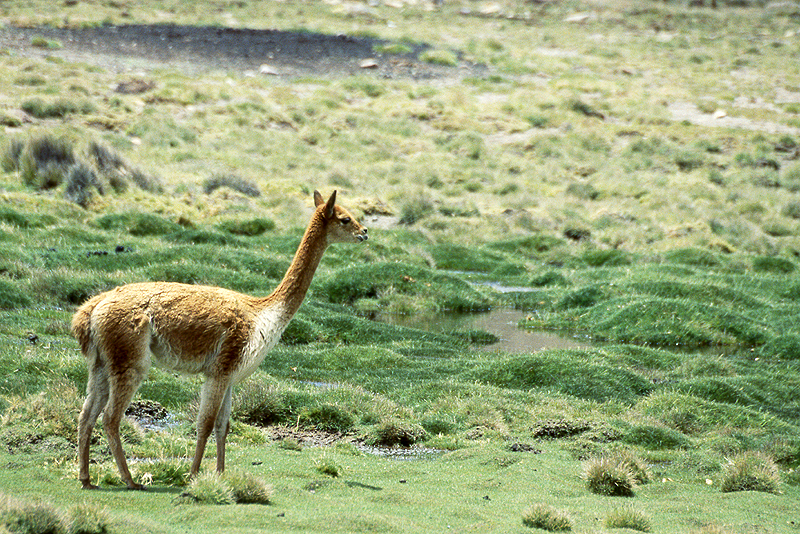Lauca