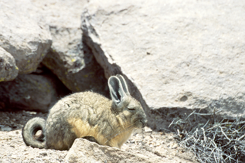 Lauca