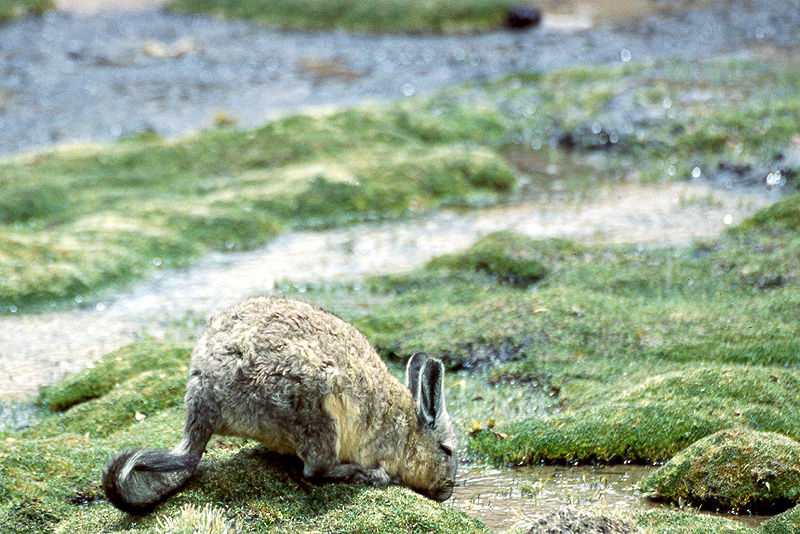 Lauca
