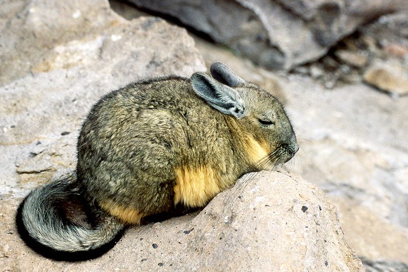 Lauca