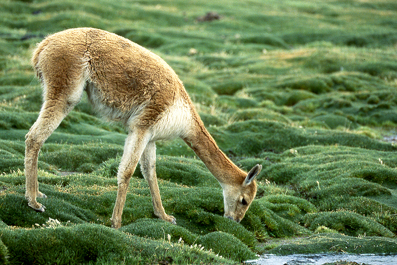 Lauca