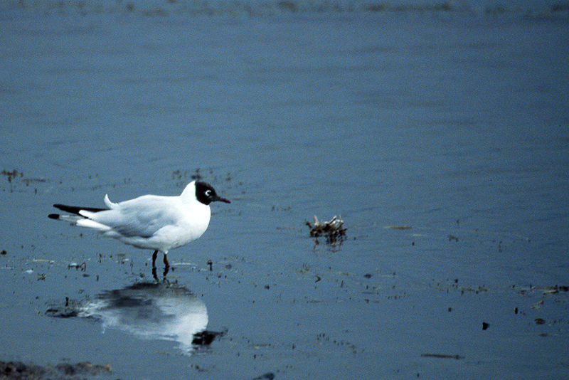 Lauca