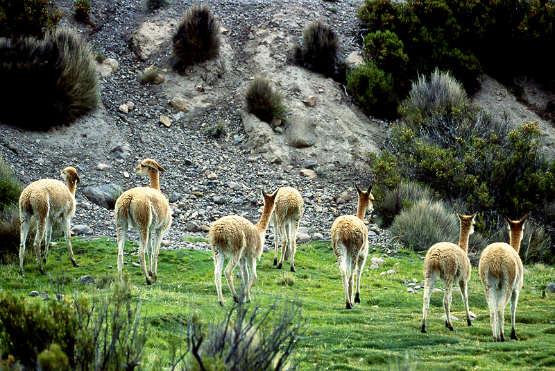 Lauca