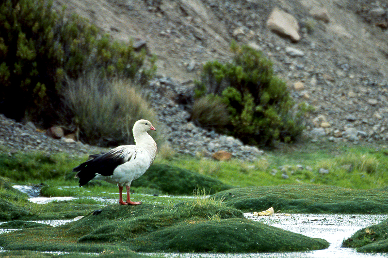 Lauca