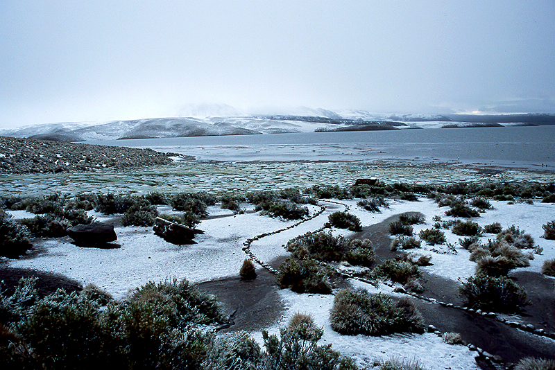Lauca