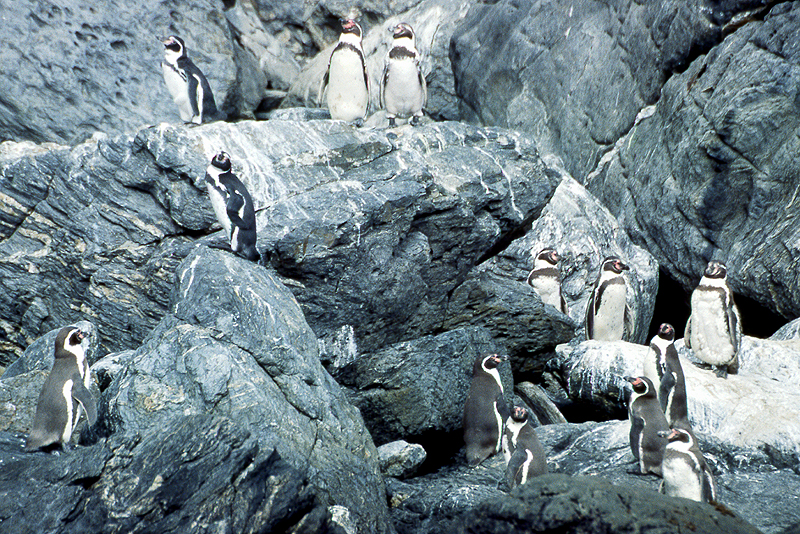 [q]Pinguino de Humboldt[q]