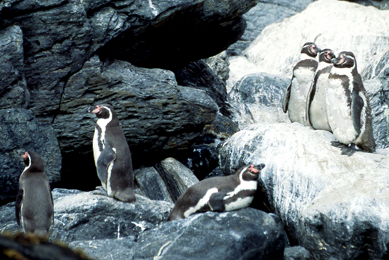 [q]Pinguino de Humboldt[q]
