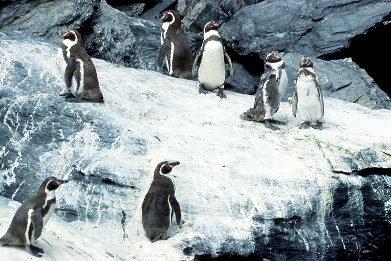 [q]Pinguino de Humboldt[q]