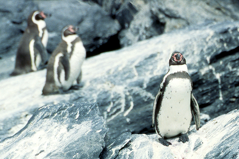 [q]Pinguino de Humboldt[q]