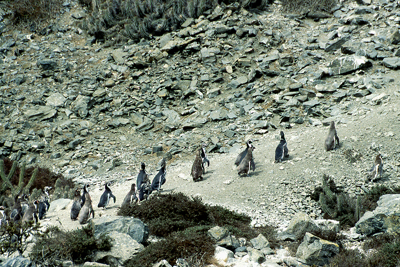 [q]Pinguino de Humboldt[q]