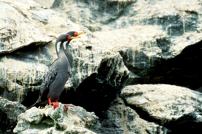 [q]Pinguino de Humboldt[q]
