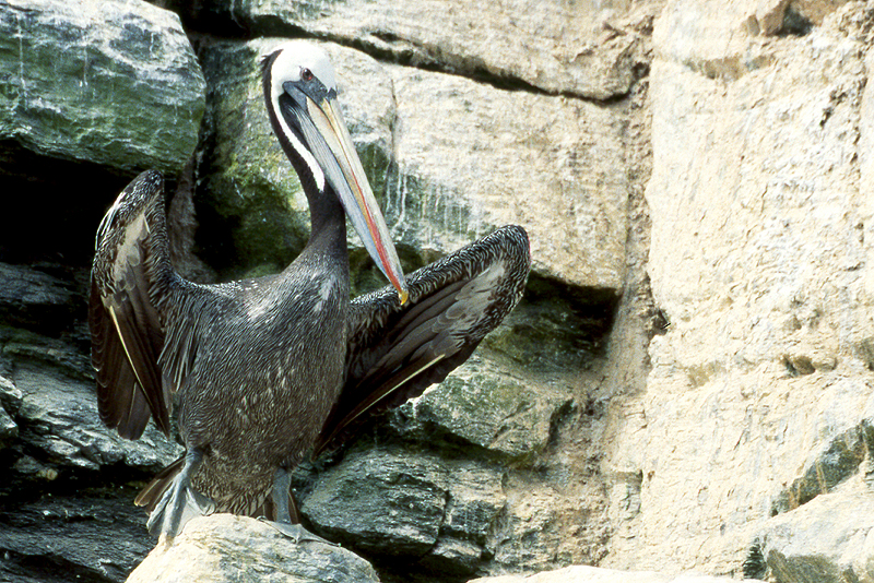 [q]Pinguino de Humboldt[q]