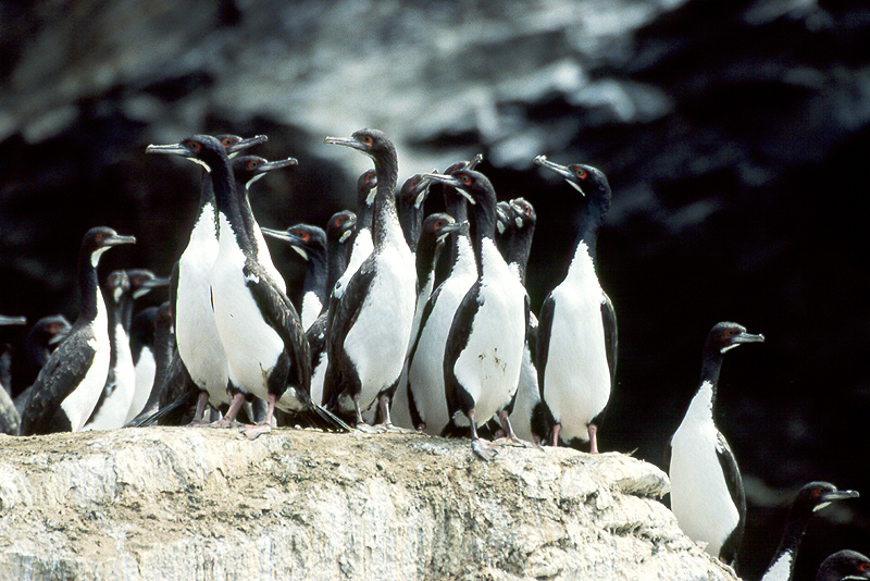 [q]Pinguino de Humboldt[q]