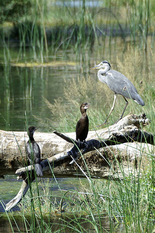 P.N. de Krka