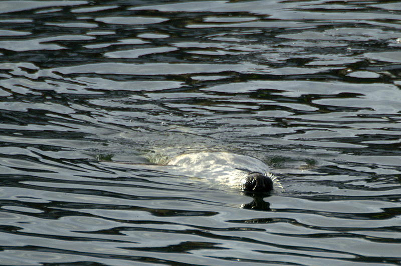 Ullapool