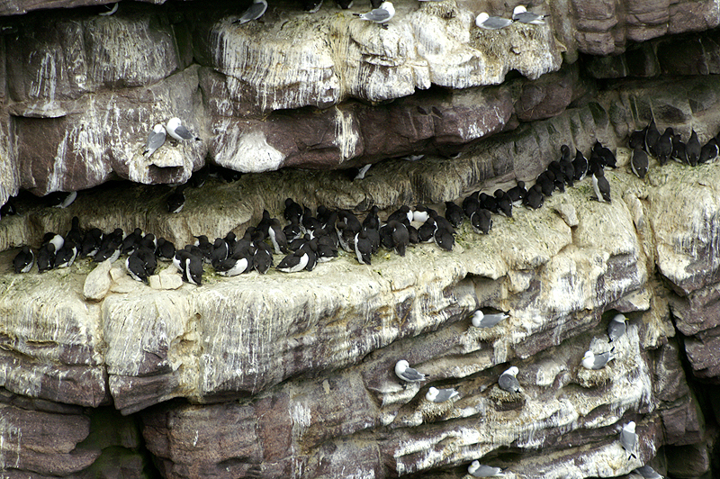 Handa Island