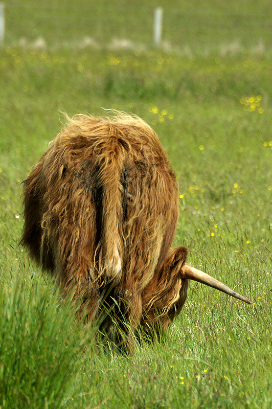 Vaches à cheveux