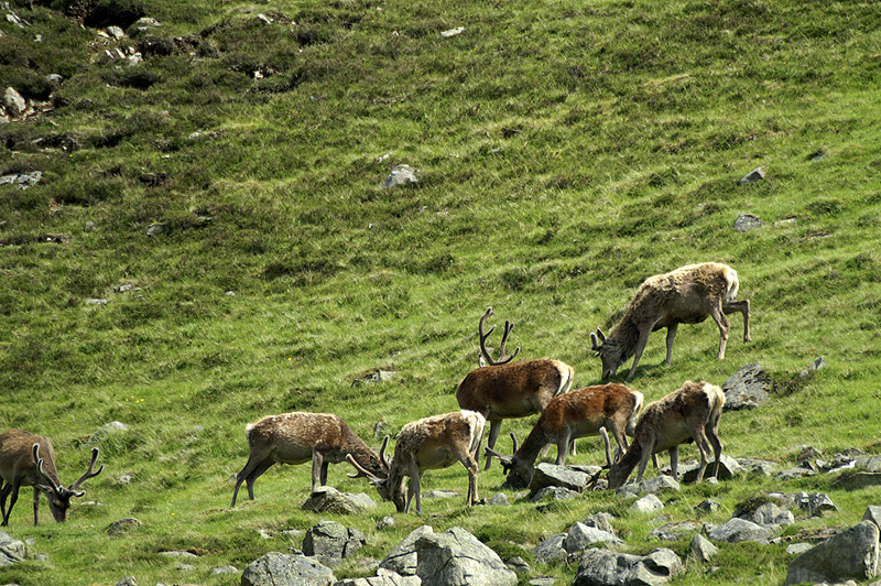 Cairngorms