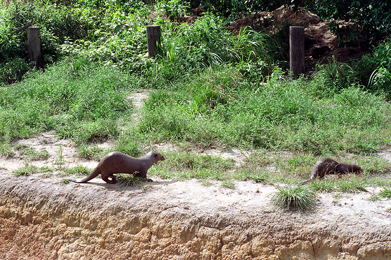 Animaux