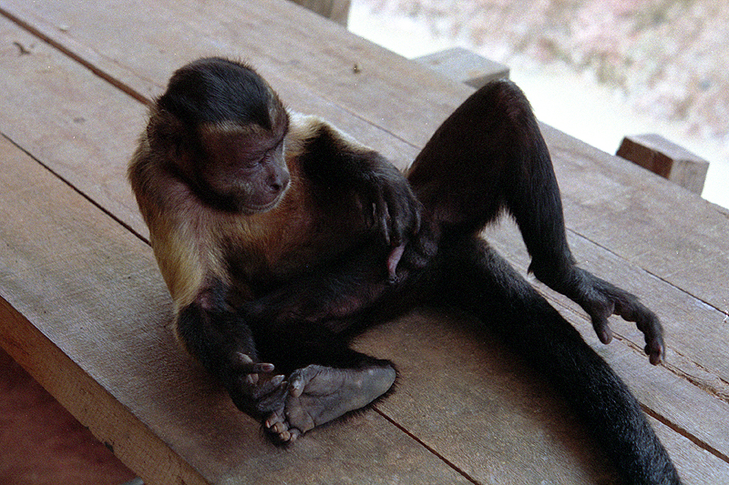 Animaux