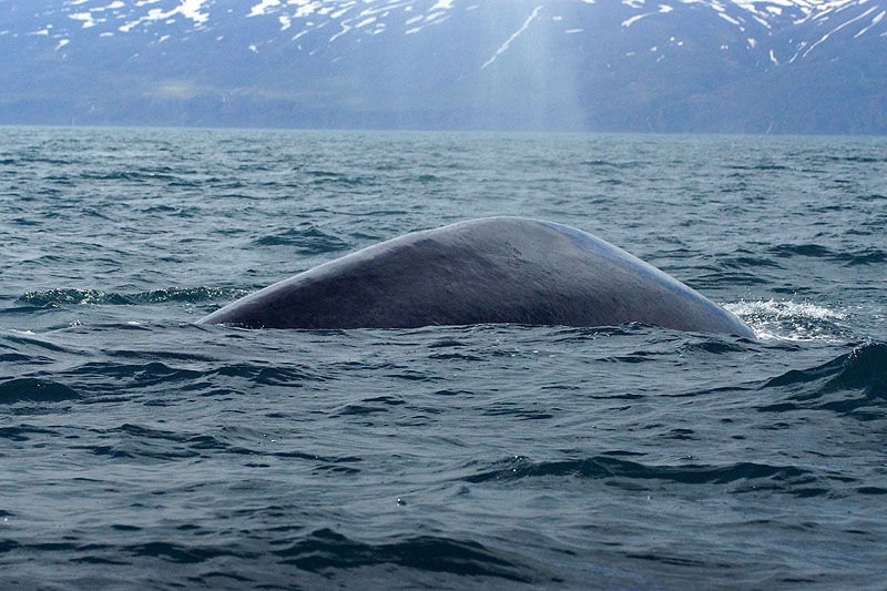 Baie de Skjálfandi (Húsavík)