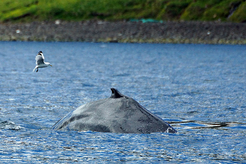 Baie de Skjálfandi (Húsavík)
