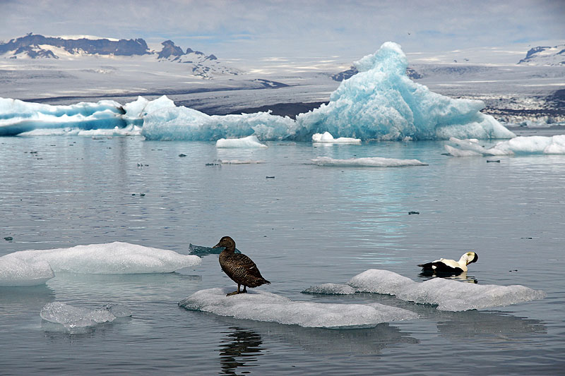 Lagune glaciaire de Jökulsárlón