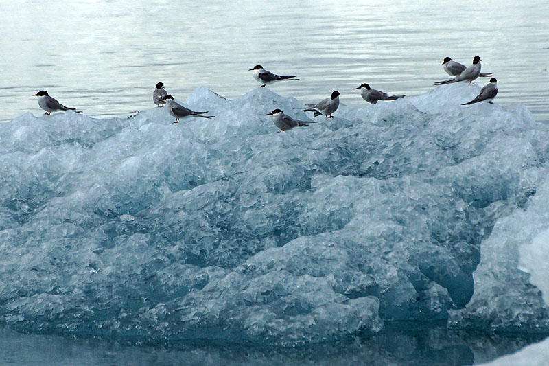 Lagune glaciaire de Jökulsárlón