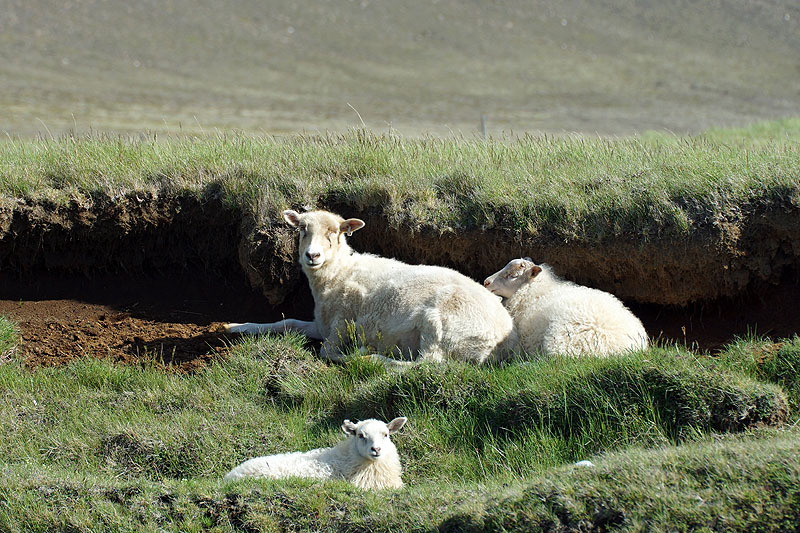 Péninsule de Reykjanes