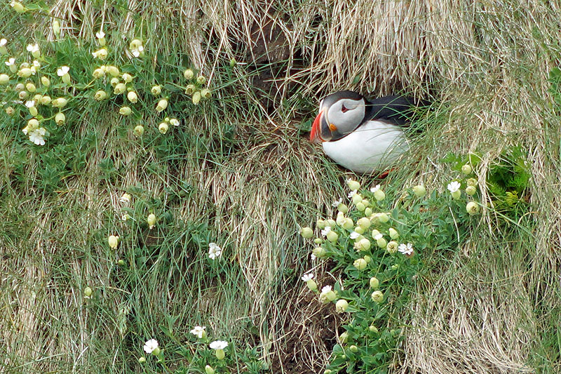 L île d Heimaey - Vestmannaeyjar