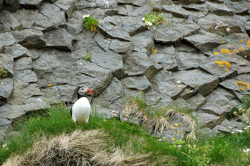 L île d Heimaey - Vestmannaeyjar