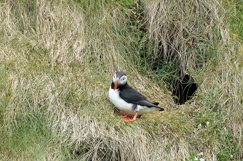 L île d Heimaey - Vestmannaeyjar