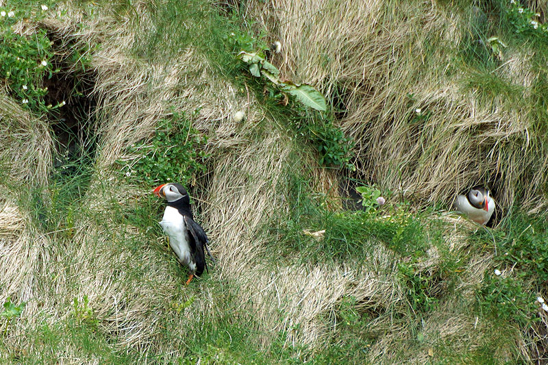 L île d Heimaey - Vestmannaeyjar