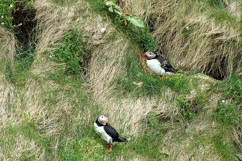 L île d Heimaey - Vestmannaeyjar