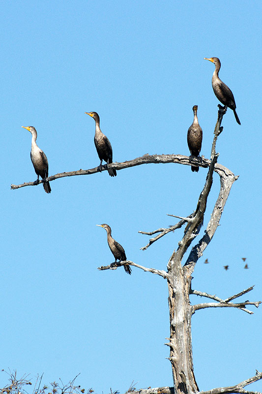 Bassin d Atchafalaya