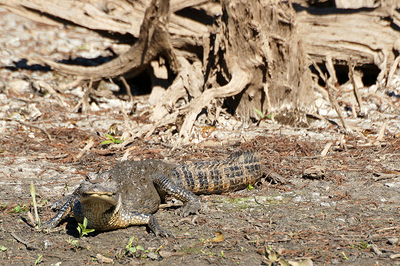 Bassin d Atchafalaya