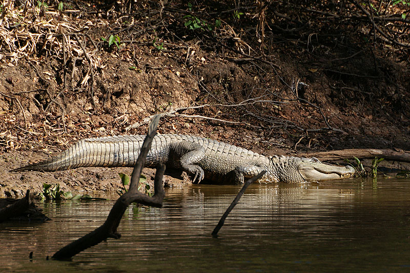Bassin d Atchafalaya