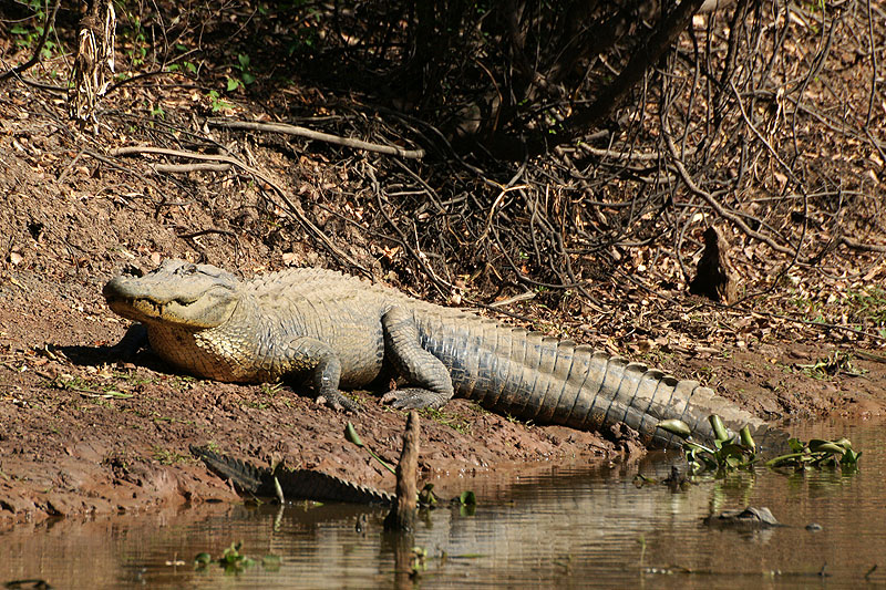 Bassin d Atchafalaya