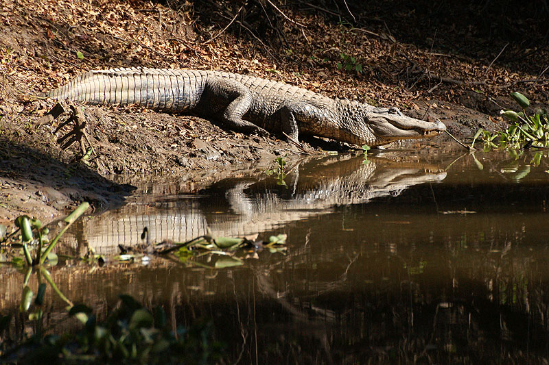 Bassin d Atchafalaya