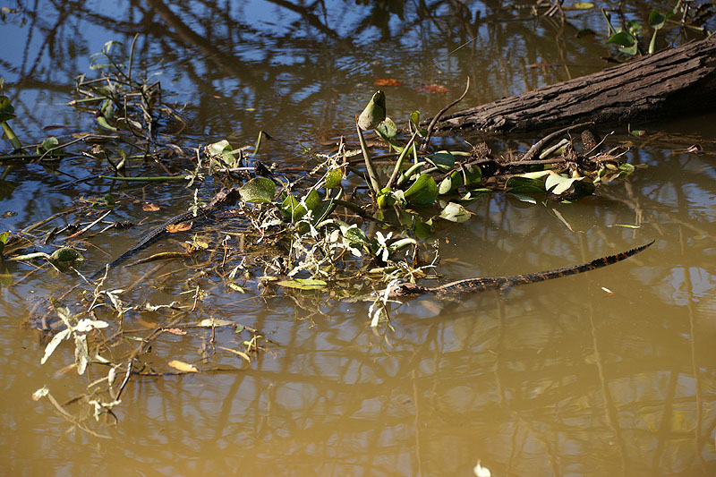 Bassin d Atchafalaya