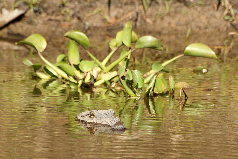 Bassin d Atchafalaya