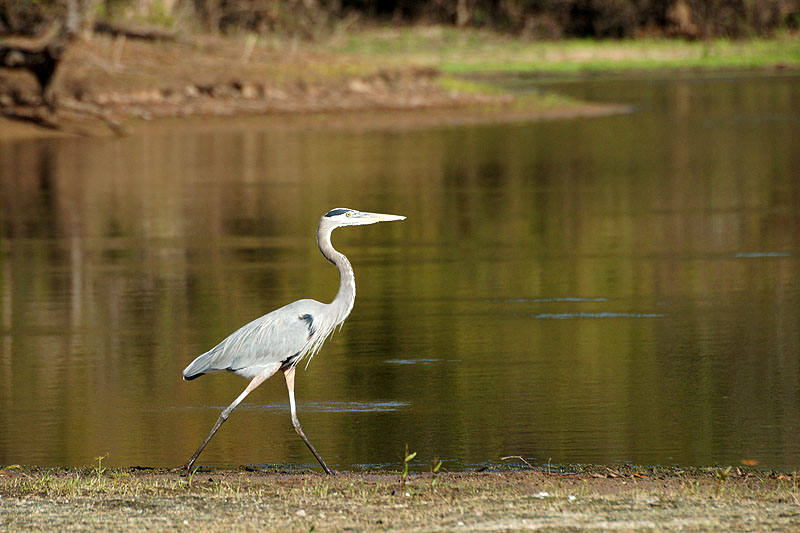 Bassin d Atchafalaya