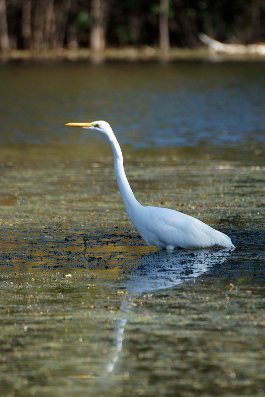 Lac Martin