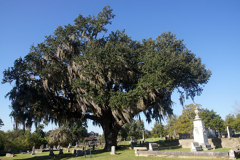 Natchez