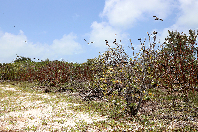 Ile aux Cocos