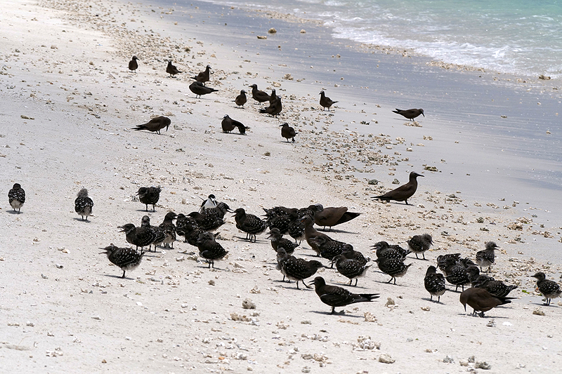Ile aux Cocos