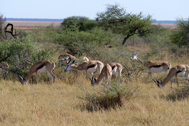 Environs de Namutoni
