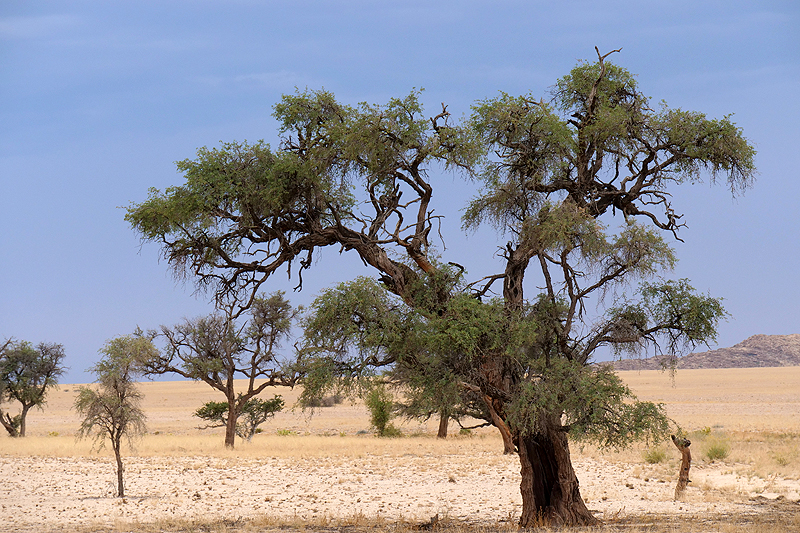 Namib-Naukluft